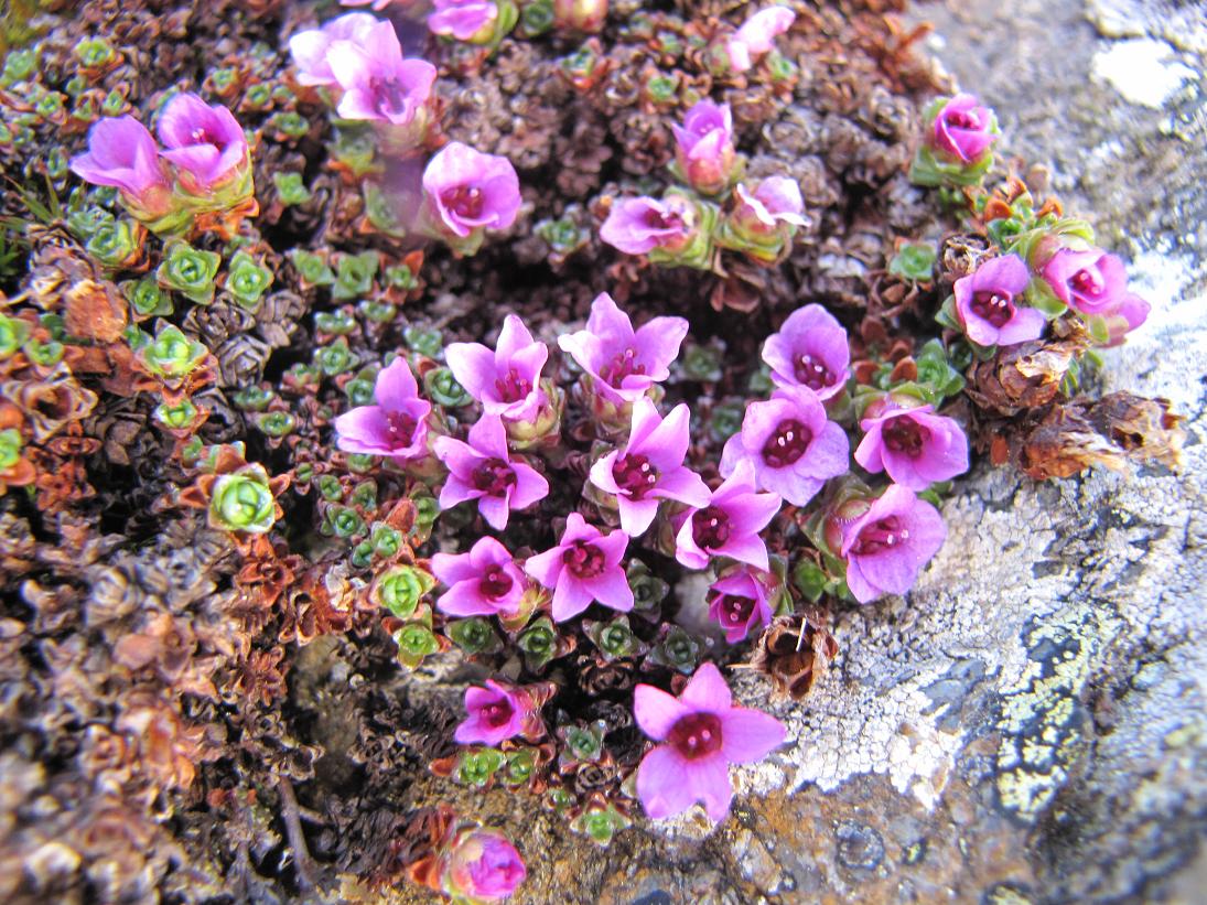 Saxifraga oppositifolia / Sassifraga a fg. opposte
